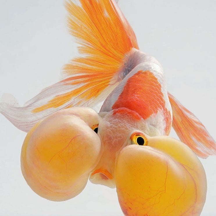 Estos retratos muestran que los peces también tienen personalidad 13.1