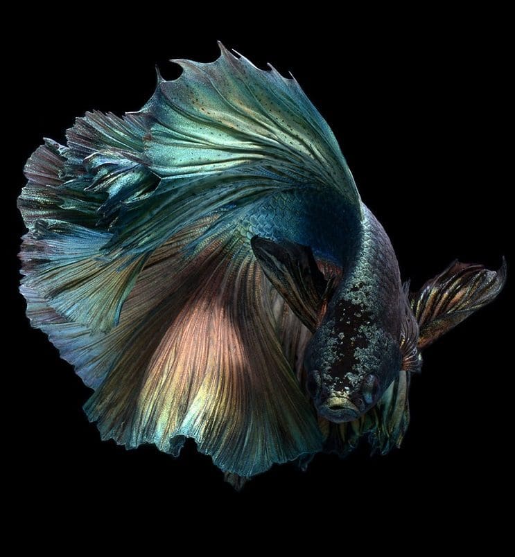 Estos retratos muestran que los peces también tienen personalidad 14.2