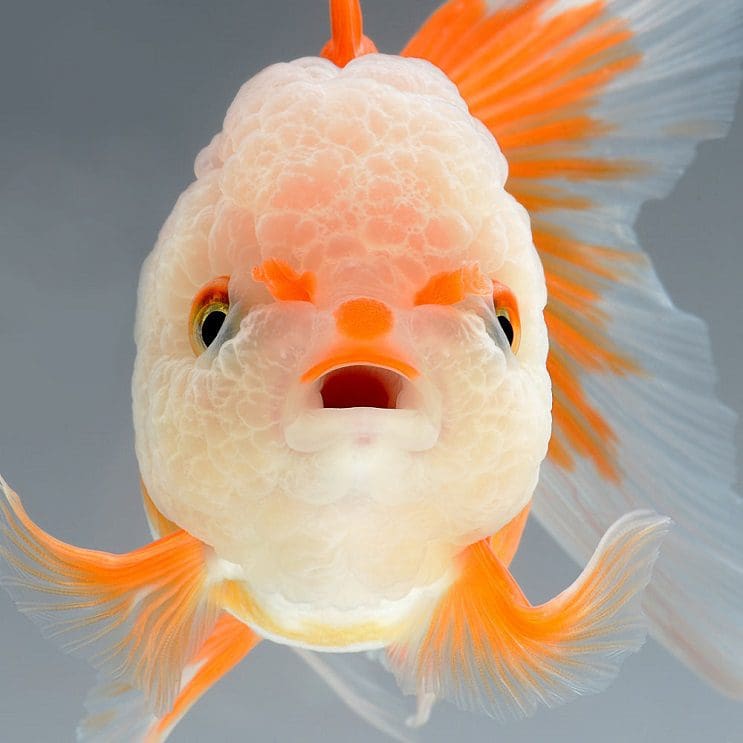 Estos retratos muestran que los peces también tienen personalidad 3