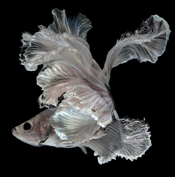 Estos retratos muestran que los peces también tienen personalidad 7.1