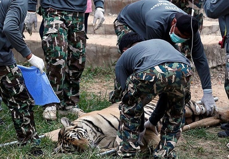 Hallan 40 cachorros de tigre en peligro de extinción muertos dentro de Templo Budista 04-final