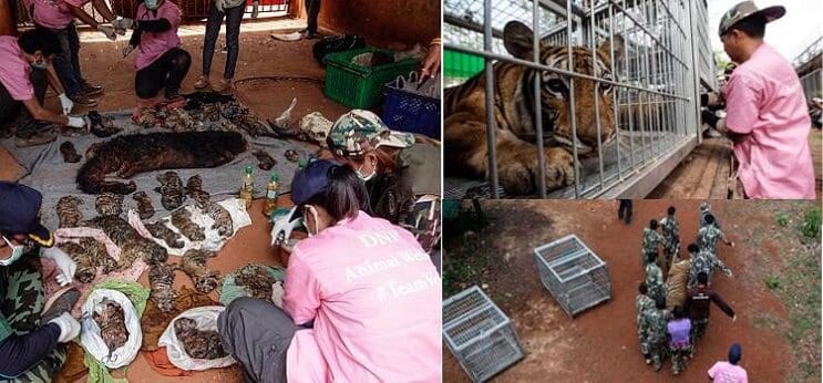 Hallan 40 cachorros de tigre en peligro de extinción muertos dentro de Templo Budista 05
