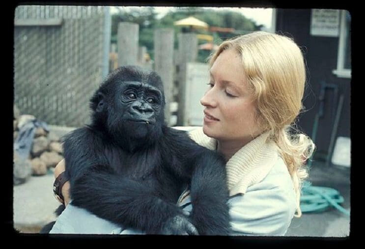 Koko, el gorila que se comunica con los humanos 01