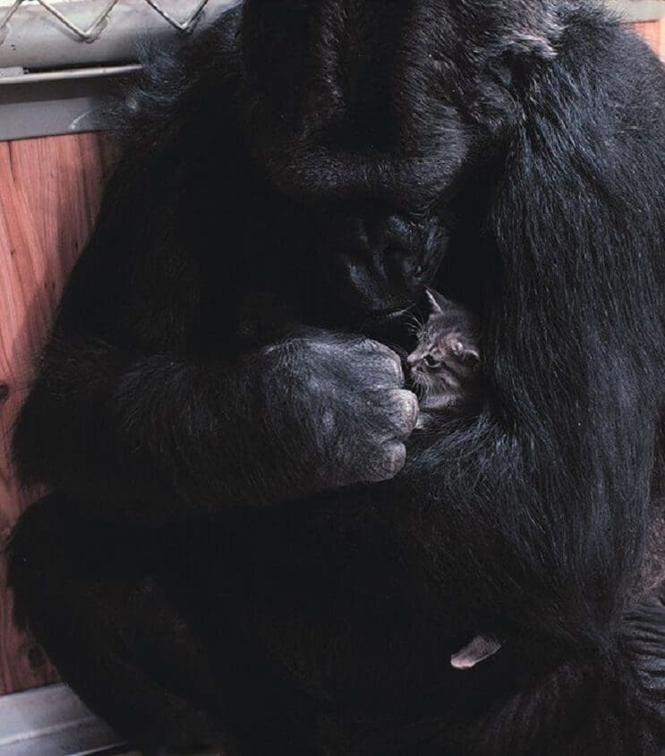 Koko, el gorila que se comunica con los humanos 05