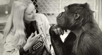 Koko, el gorila que se comunica con los humanos