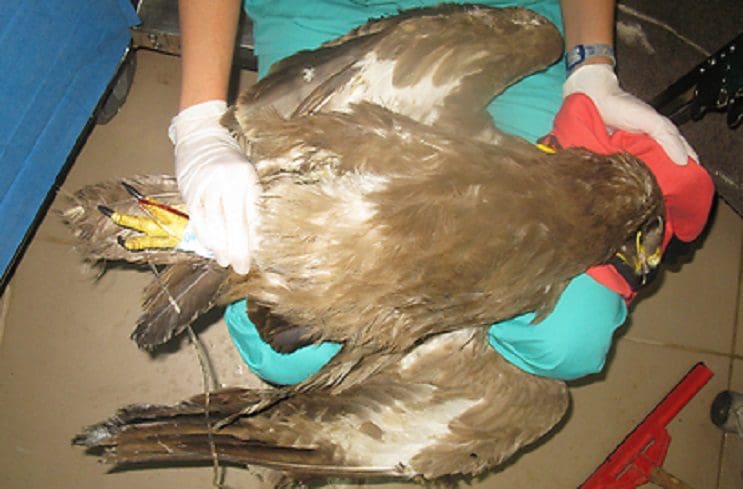 Lo que encontraron los doctores en este águila demuestra el mal que hacemos los humanos 04