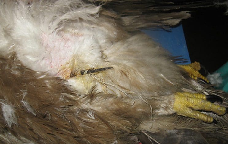 Lo que encontraron los doctores en este águila demuestra el mal que hacemos los humanos 08