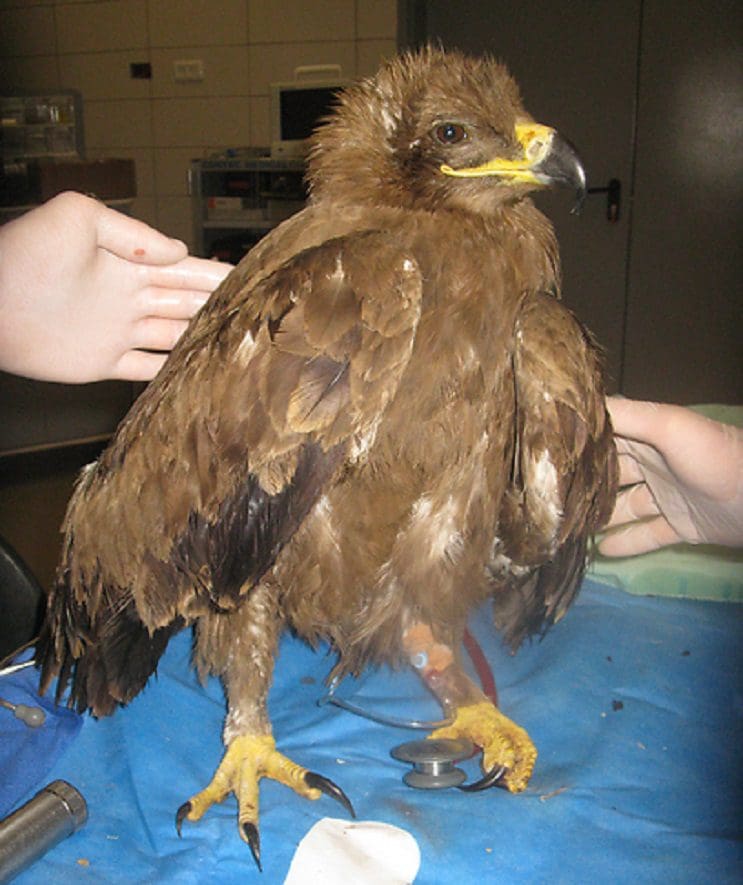 Lo que encontraron los doctores en este águila demuestra el mal que hacemos los humanos 10
