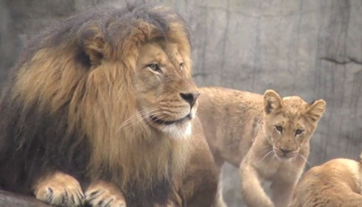 Lo que le sucedió a este león nos muestra porqué los animales no deberían  estar en cautiverio 