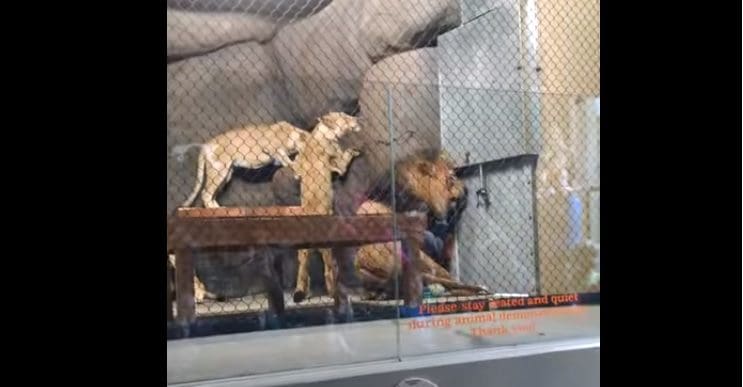 Lo que le sucedió a este león nos muestra porqué los animales no deberían  estar en cautiverio 