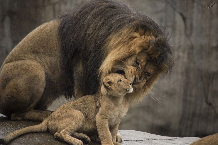 Lo que le sucedió a este león nos muestra porqué los animales no deberían estar en cautiverio - Zawadi 2