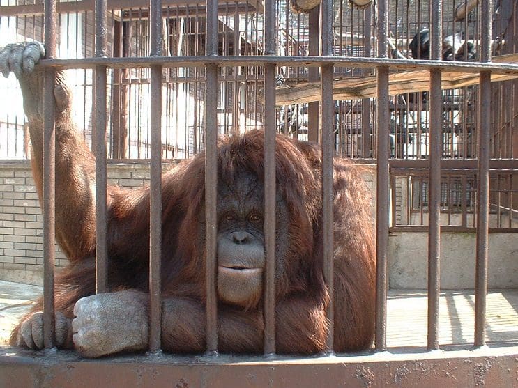 Lo que le sucedió a este león nos muestra porqué los animales no deberían estar en cautiverio - orangután