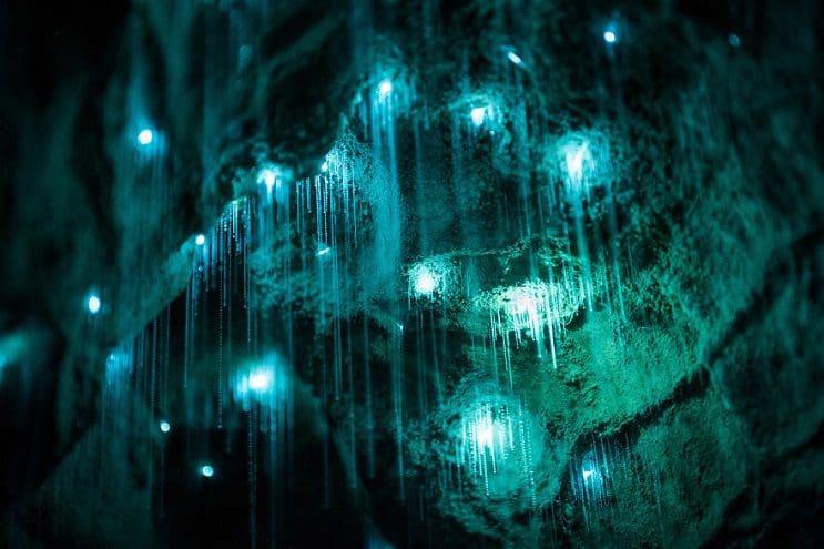 Los increíbles gusanos luminosos de las Cuevas de Waitomo, en Nueva Zelanda 1