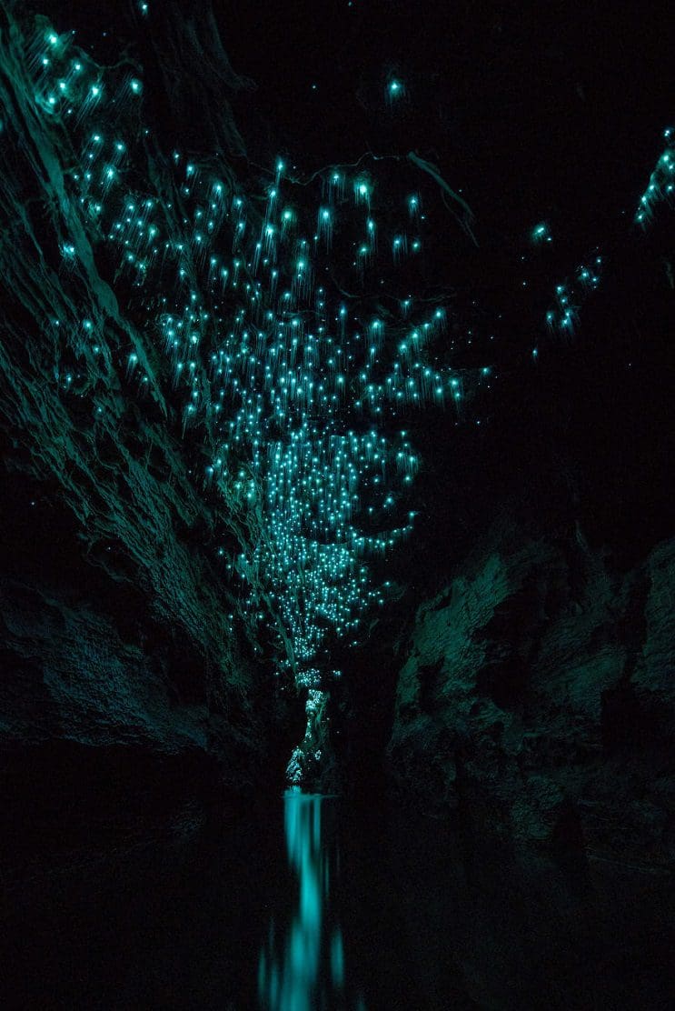 Los increíbles gusanos luminosos de las Cuevas de Waitomo, en Nueva Zelanda 10
