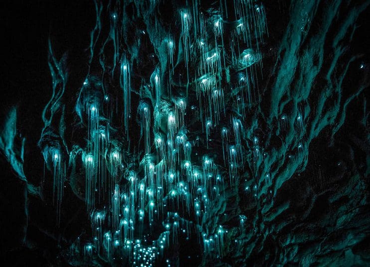 Los increíbles gusanos luminosos de las Cuevas de Waitomo, en Nueva Zelanda 11