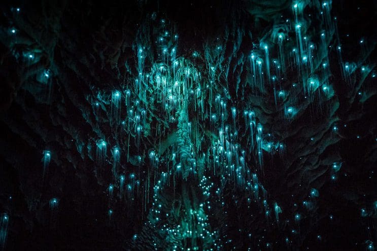 Los increíbles gusanos luminosos de las Cuevas de Waitomo, en Nueva Zelanda 2