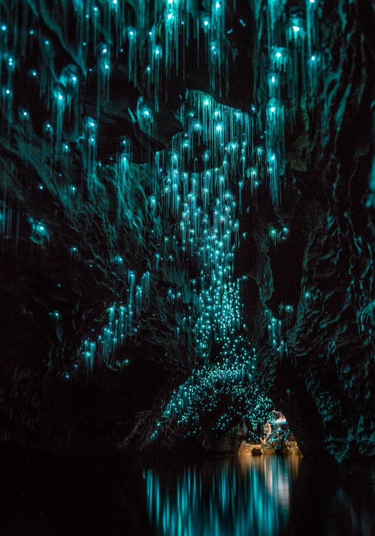 Los increíbles gusanos luminosos de las Cuevas de Waitomo, en Nueva Zelanda 3