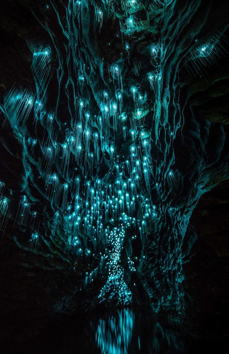 Los increíbles gusanos luminosos de las Cuevas de Waitomo, en Nueva Zelanda 4