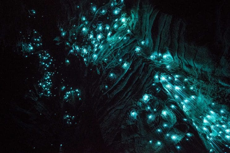 Los increíbles gusanos luminosos de las Cuevas de Waitomo, en Nueva Zelanda 5