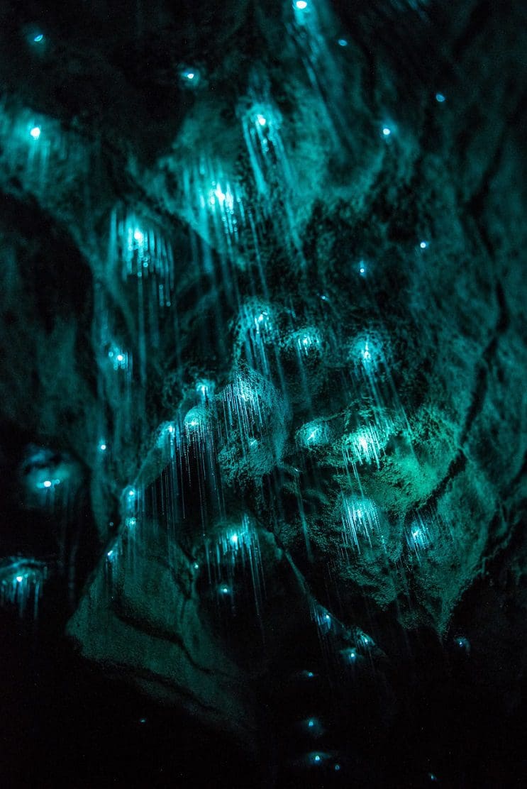 Los increíbles gusanos luminosos de las Cuevas de Waitomo, en Nueva Zelanda 7