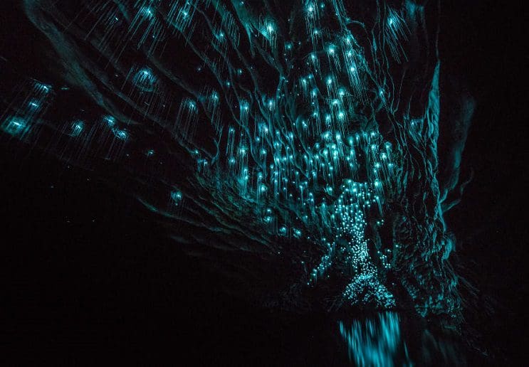 Los increíbles gusanos luminosos de las Cuevas de Waitomo, en Nueva Zelanda 8