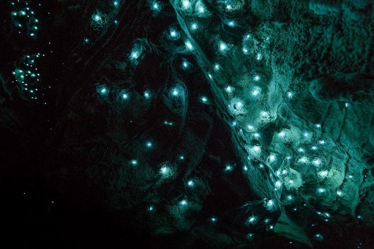 Los increíbles gusanos luminosos de las Cuevas de Waitomo, en Nueva Zelanda 9