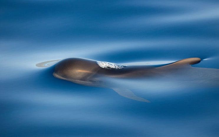 Magnificas fotos del mundo cetáceo por Christopher Swann 01