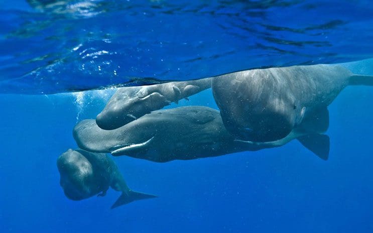 Magnificas fotos del mundo cetáceo por Christopher Swann 02