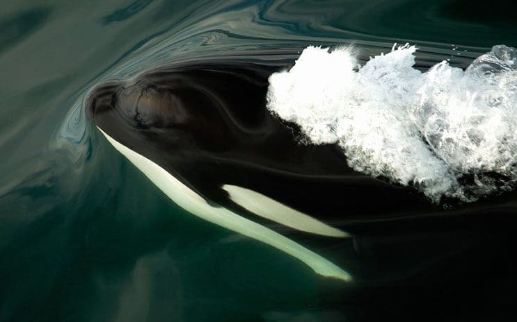 Magnificas fotos del mundo cetáceo por Christopher Swann 03