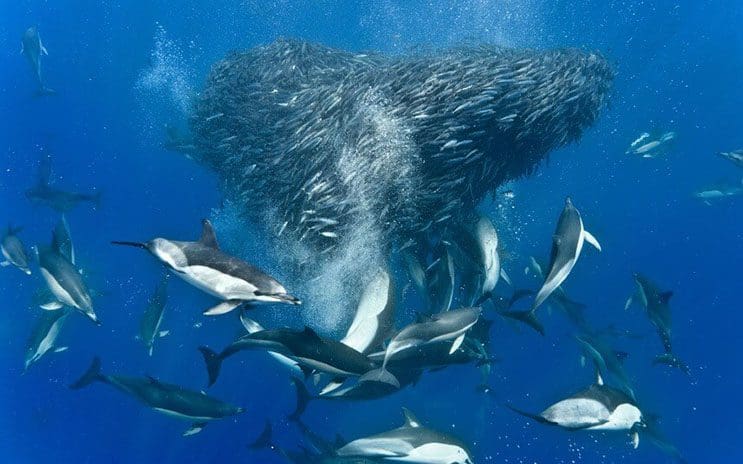 Magnificas fotos del mundo cetáceo por Christopher Swann 04