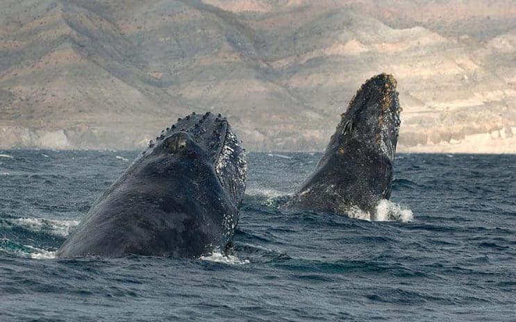 Magnificas fotos del mundo cetáceo por Christopher Swann 05