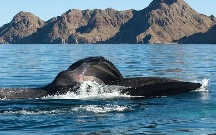 Magnificas fotos del mundo cetáceo por Christopher Swann 06