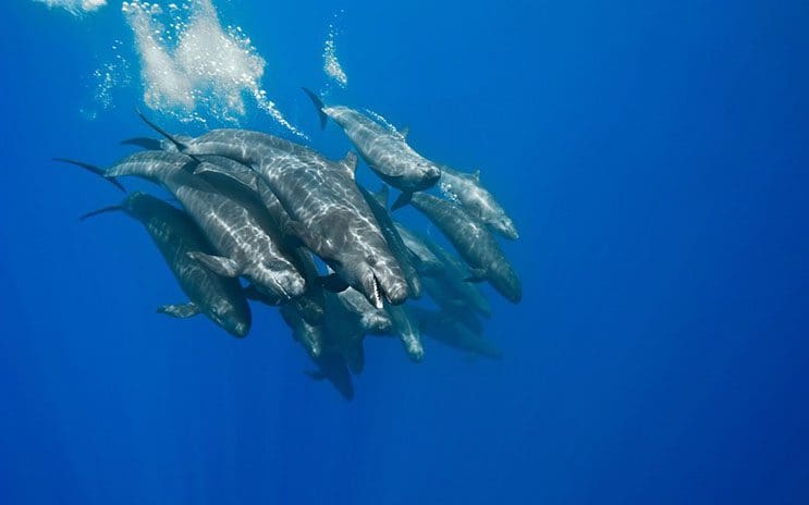 Magnificas fotos del mundo cetáceo por Christopher Swann 07