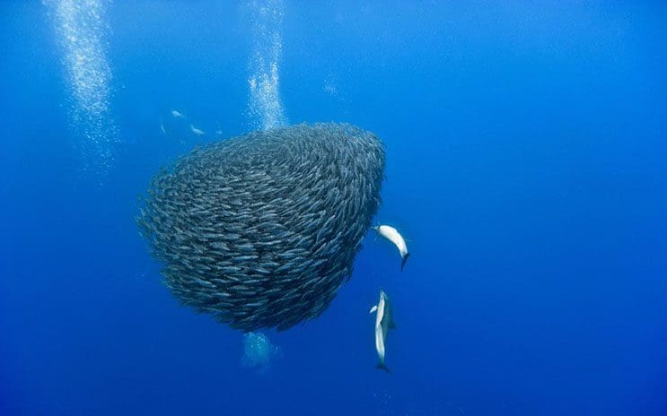 Magnificas fotos del mundo cetáceo por Christopher Swann 09