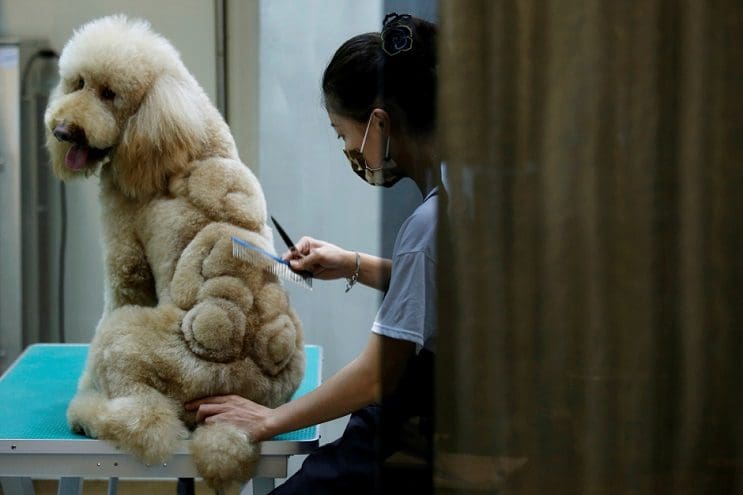 Mascotas lucen cortes de pelo con diseños únicos en Taiwán 1