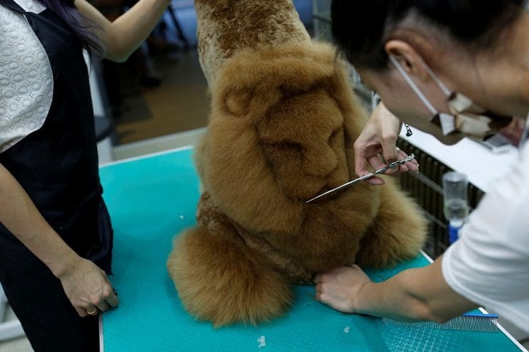 Mascotas lucen cortes de pelo con diseños únicos en Taiwán 4
