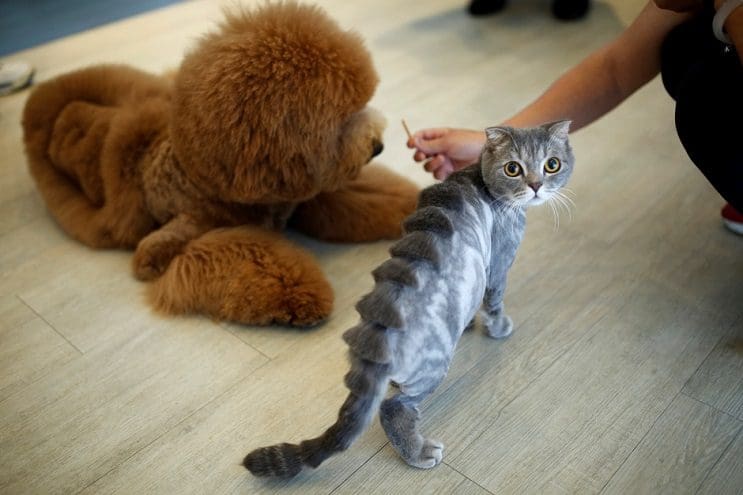 Mascotas lucen cortes de pelo con diseños únicos en Taiwán gato