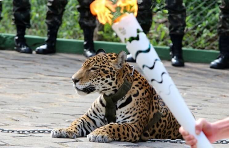 Matan a jaguar durante ceremonia de la antorcha olímpica 01