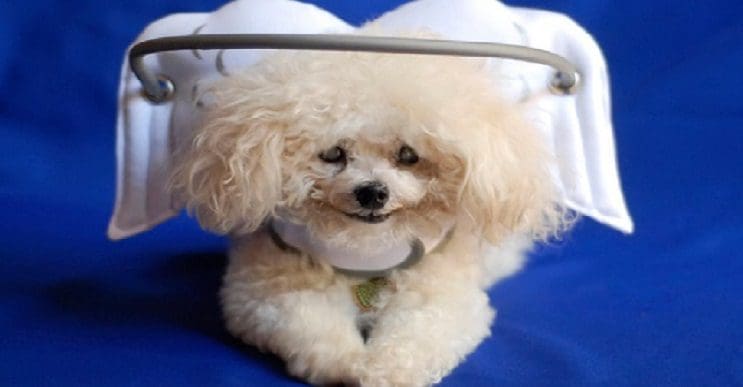Superación de perrito ciego ayuda a miles de personas 02
