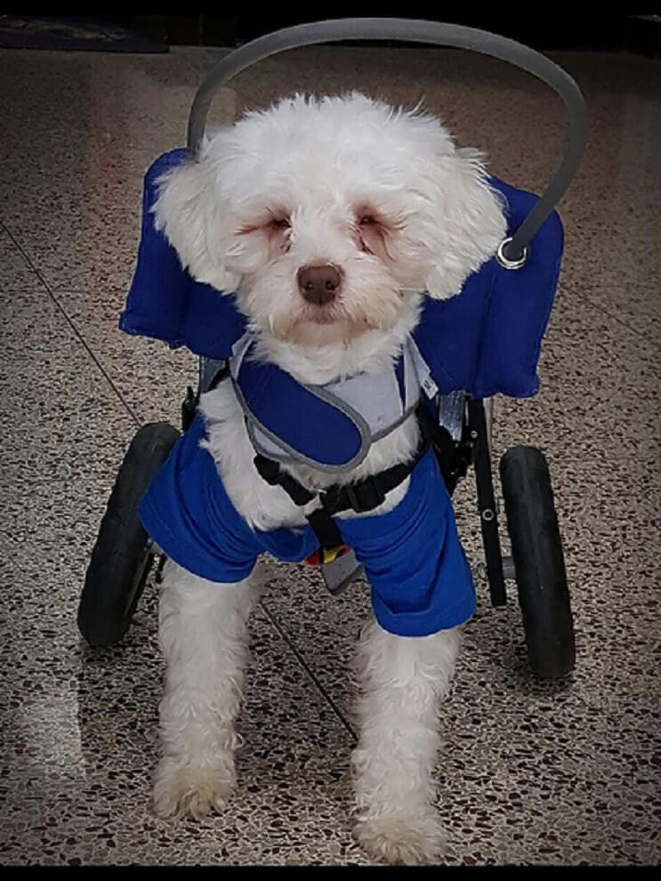Superación de perrito ciego ayuda a miles de personas 04