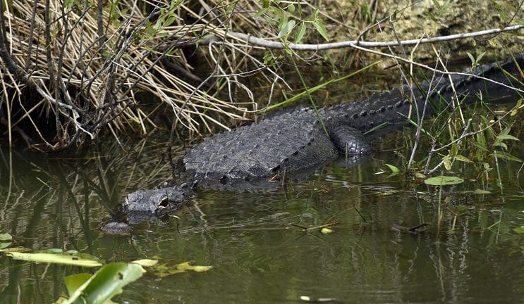 Trágica muerte de niño por caimán desata nuevamente polémica sobre la convivencia entre humanos y animales salvajes - caimán