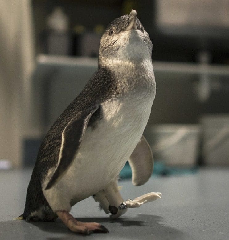 Un pingüino consigue volver a andar gracias a las impresiones 3D 2