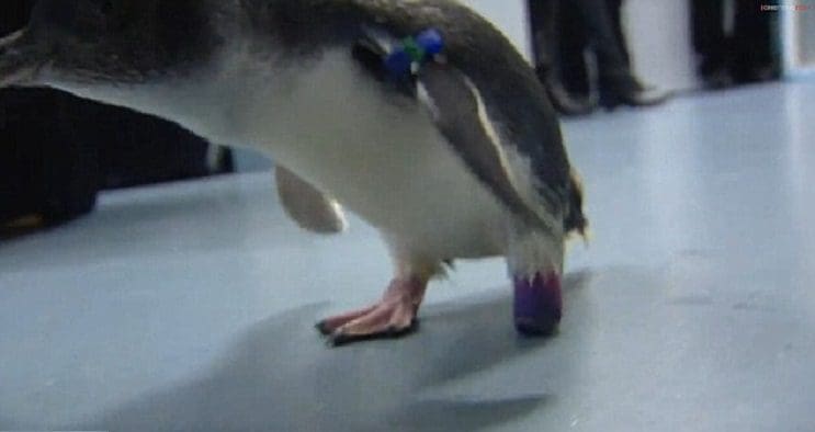 Un pingüino consigue volver a andar gracias a las impresiones 3D 4