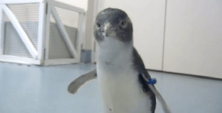 Un pingüino consigue volver a andar gracias a las impresiones 3D 5