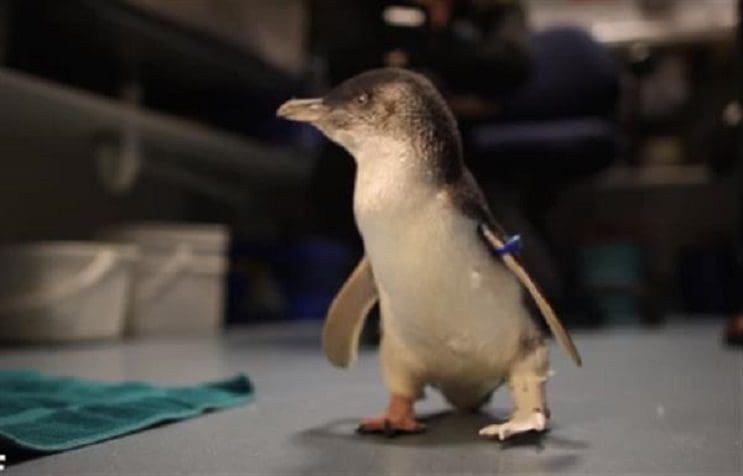 Un pingüino consigue volver a andar gracias a las impresiones 3D 7