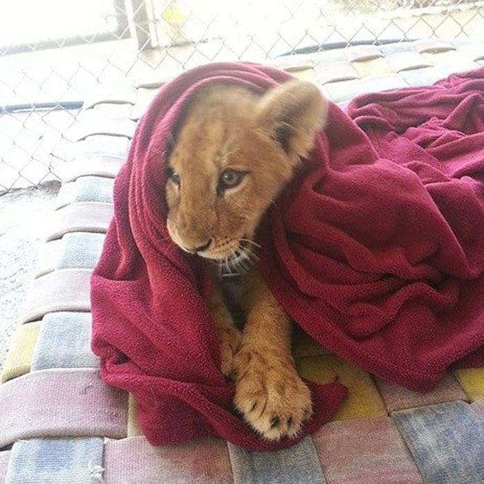 lambert-leon bebé con manta