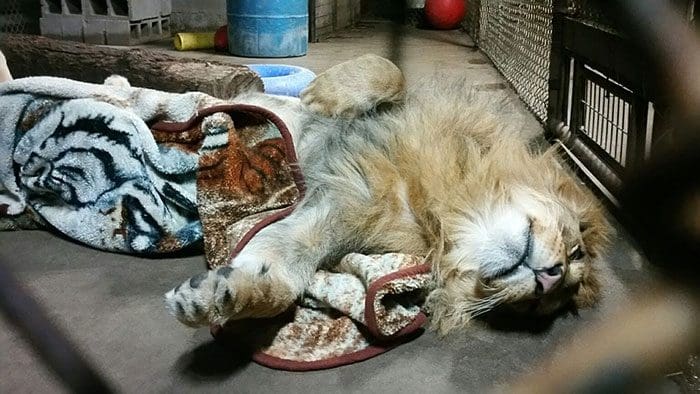 lambert leon tomando siesta