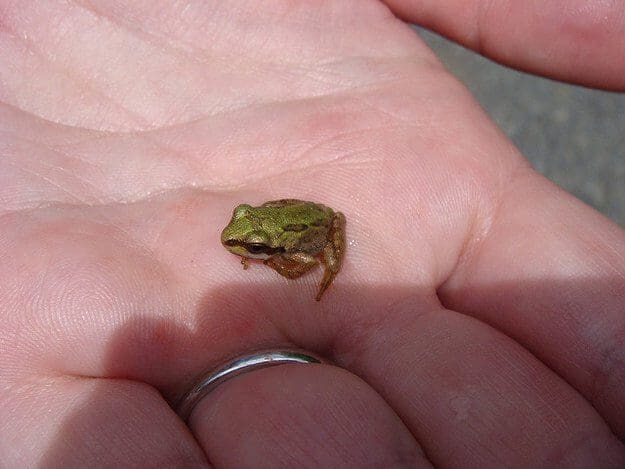 20 fotos de animales recién nacidos que te robarán el corazón 05