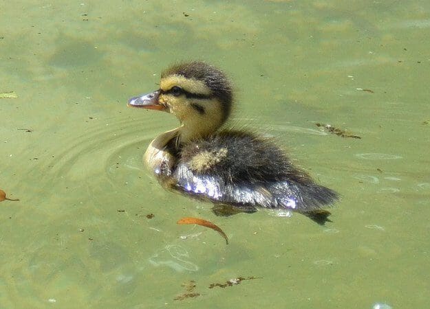 20 fotos de animales recién nacidos que te robarán el corazón 07