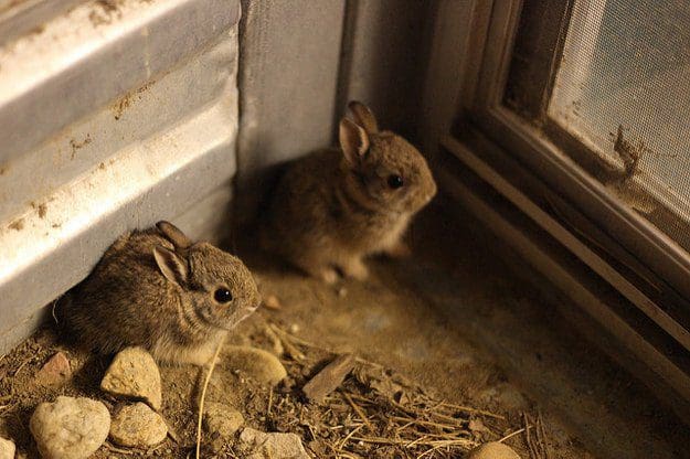 20 fotos de animales recién nacidos que te robarán el corazón 11